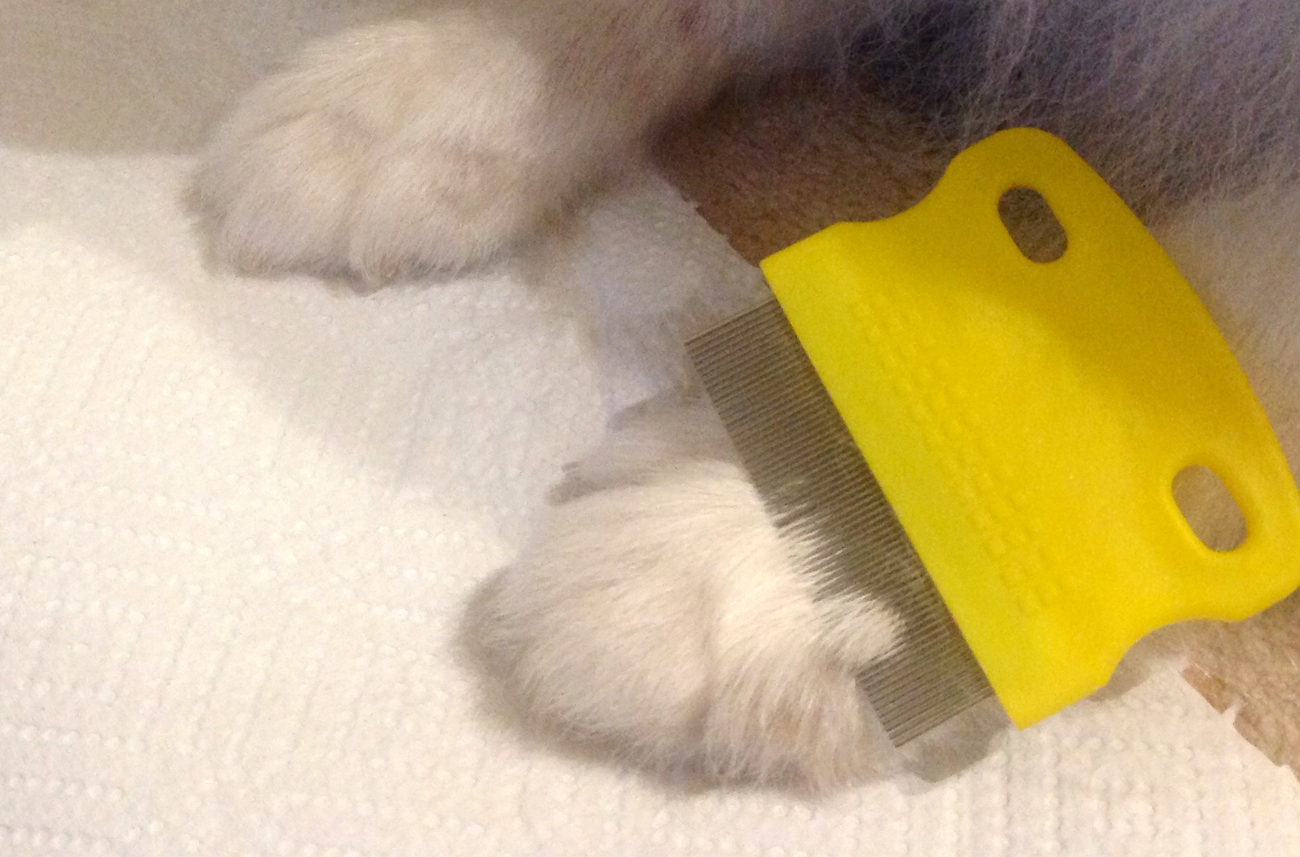 Flea Poop 5 Steps Instructables