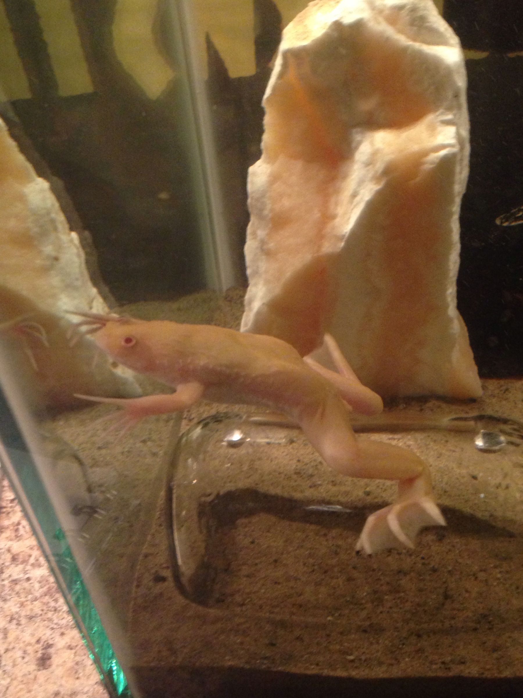 African Clawed Frogs