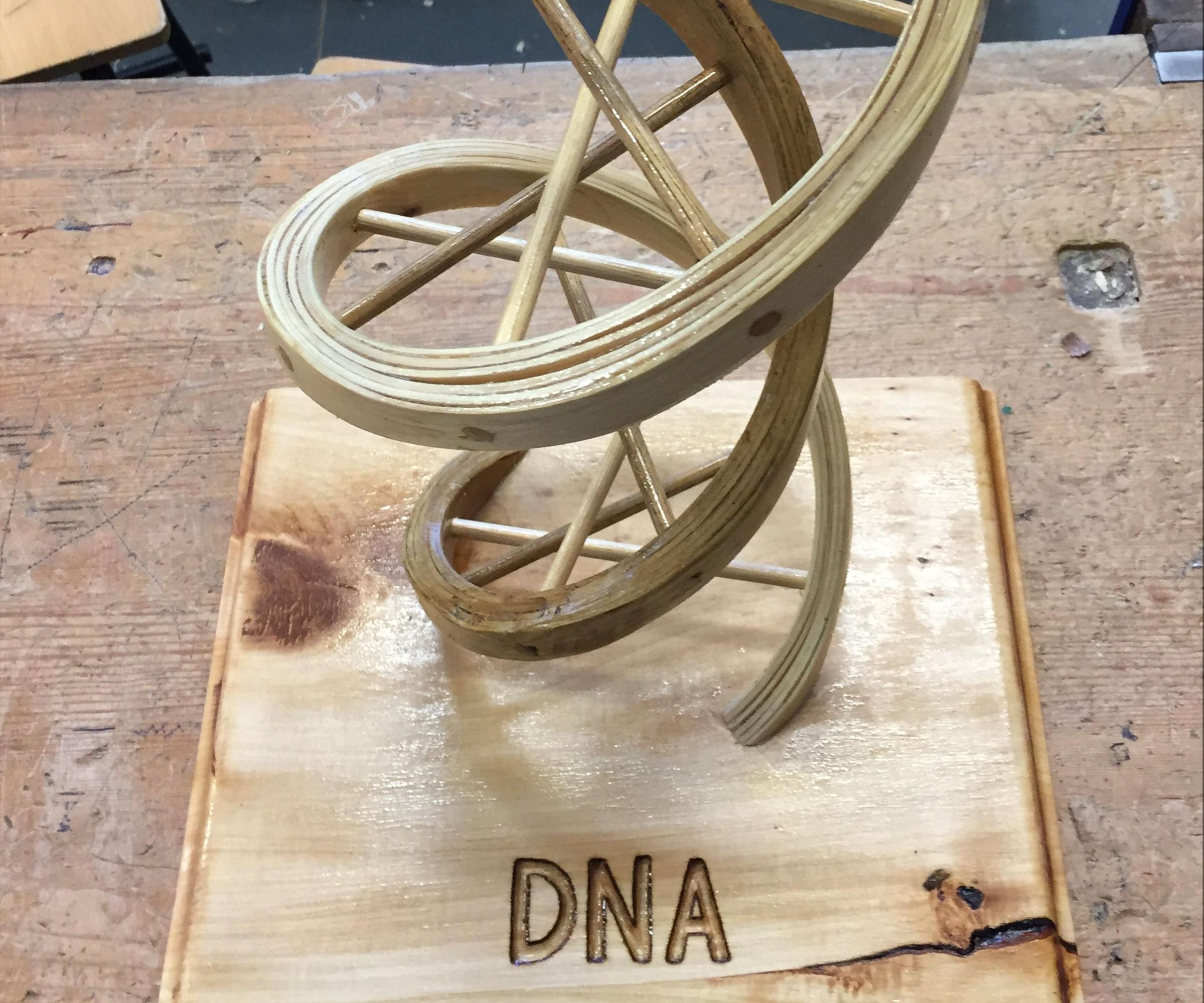 Laminated Plywood DNA Model