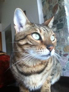 Tell Your Cat Sit