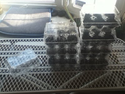 Mini Greenhouse With Plastic Egg Carton