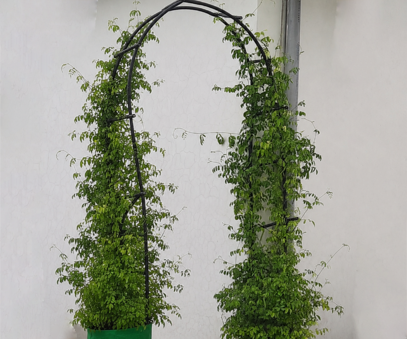 Turn a Broken Drip Pipe Into a Beautiful Garden Arch