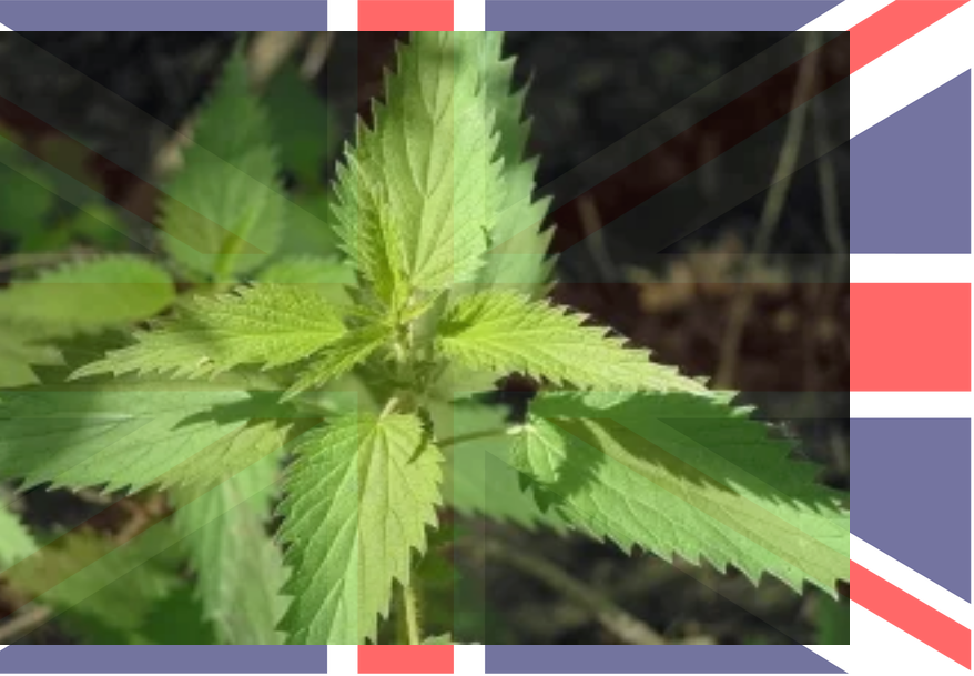 British - Stinging Nettle Beer