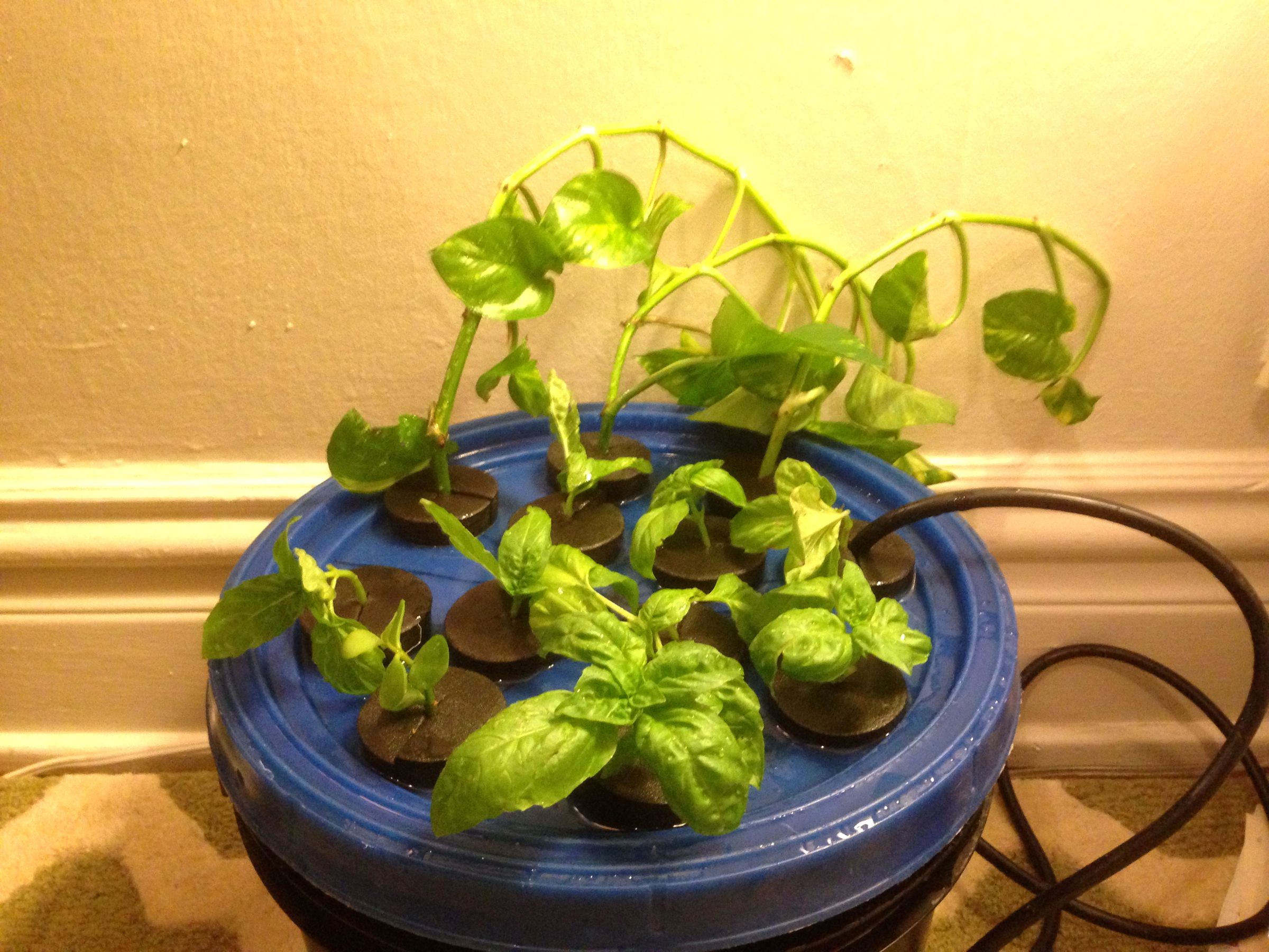 Make Living Copies of Your Favorite Plants... Automagicallly