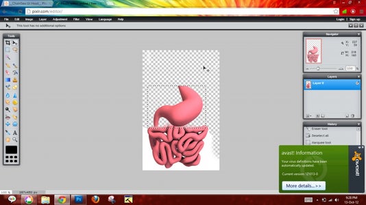 Stomach + Intestines