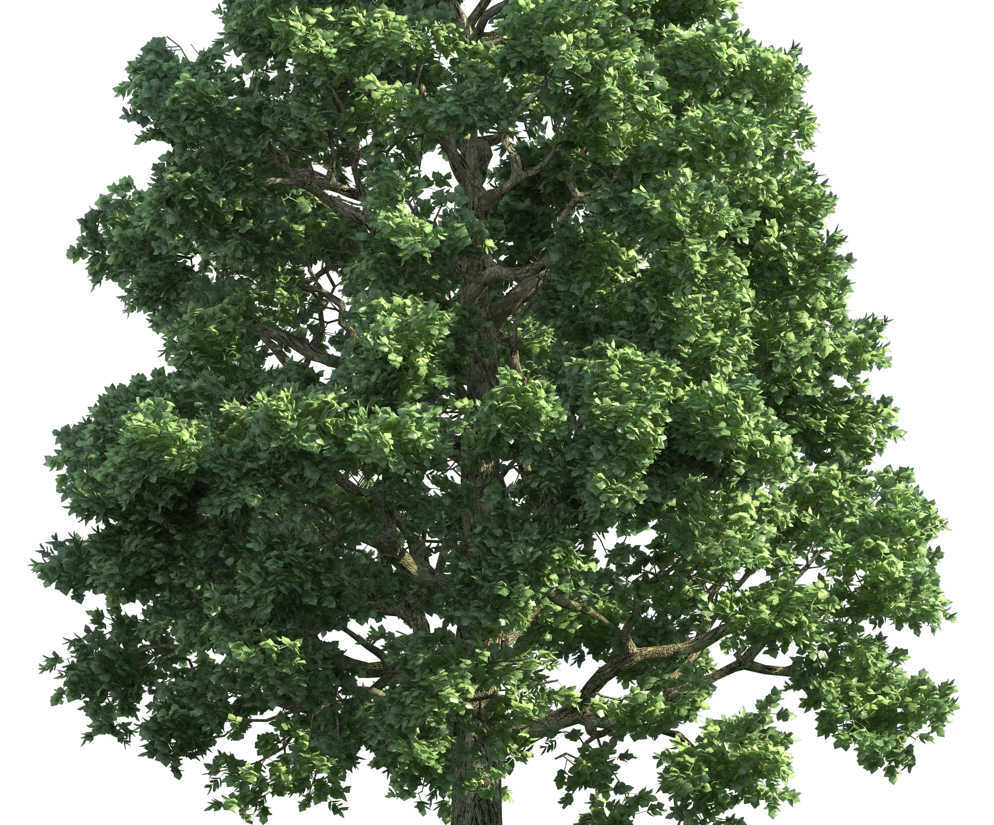 View the Solar Eclipse Using... a Tree?