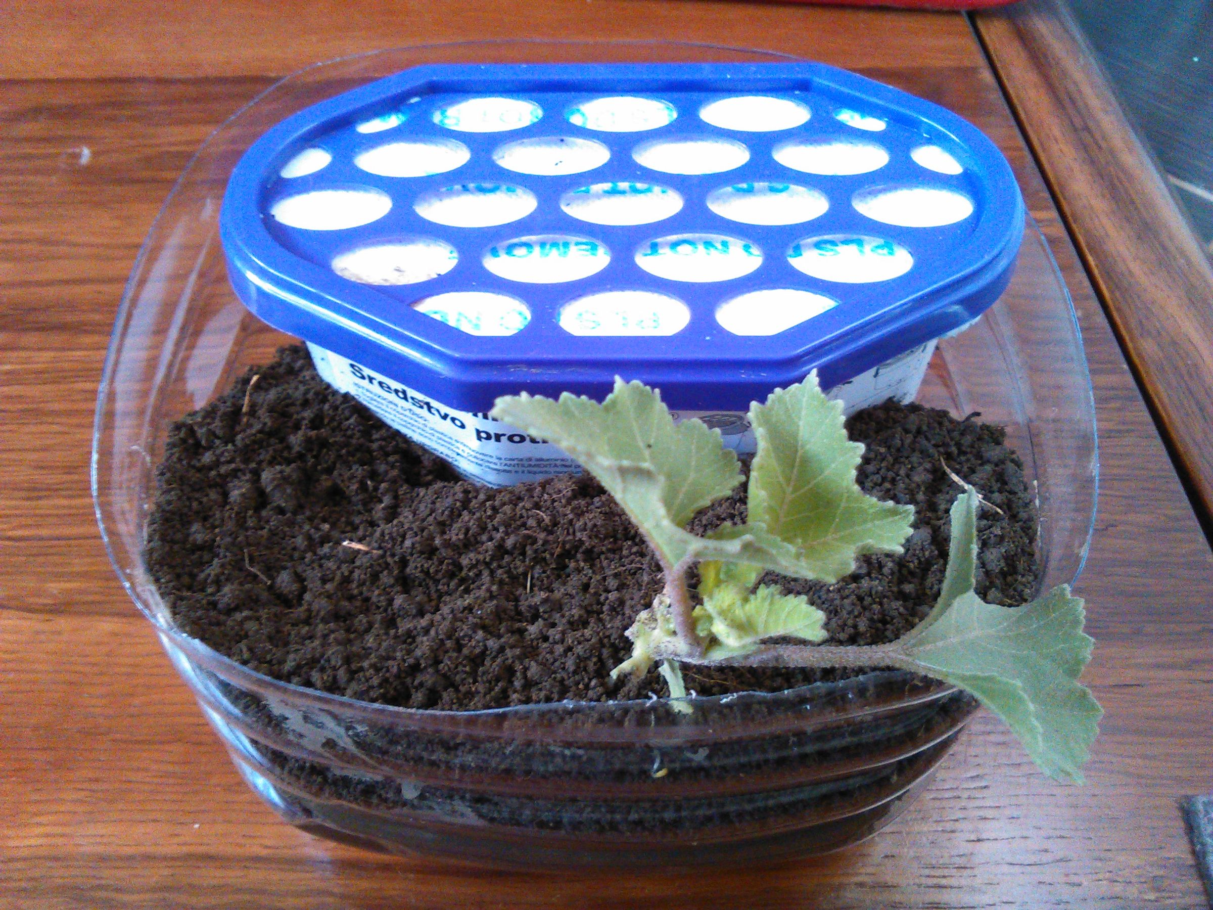 Dehumidifier Based Self Watering Pot : 5 Steps - Instructables