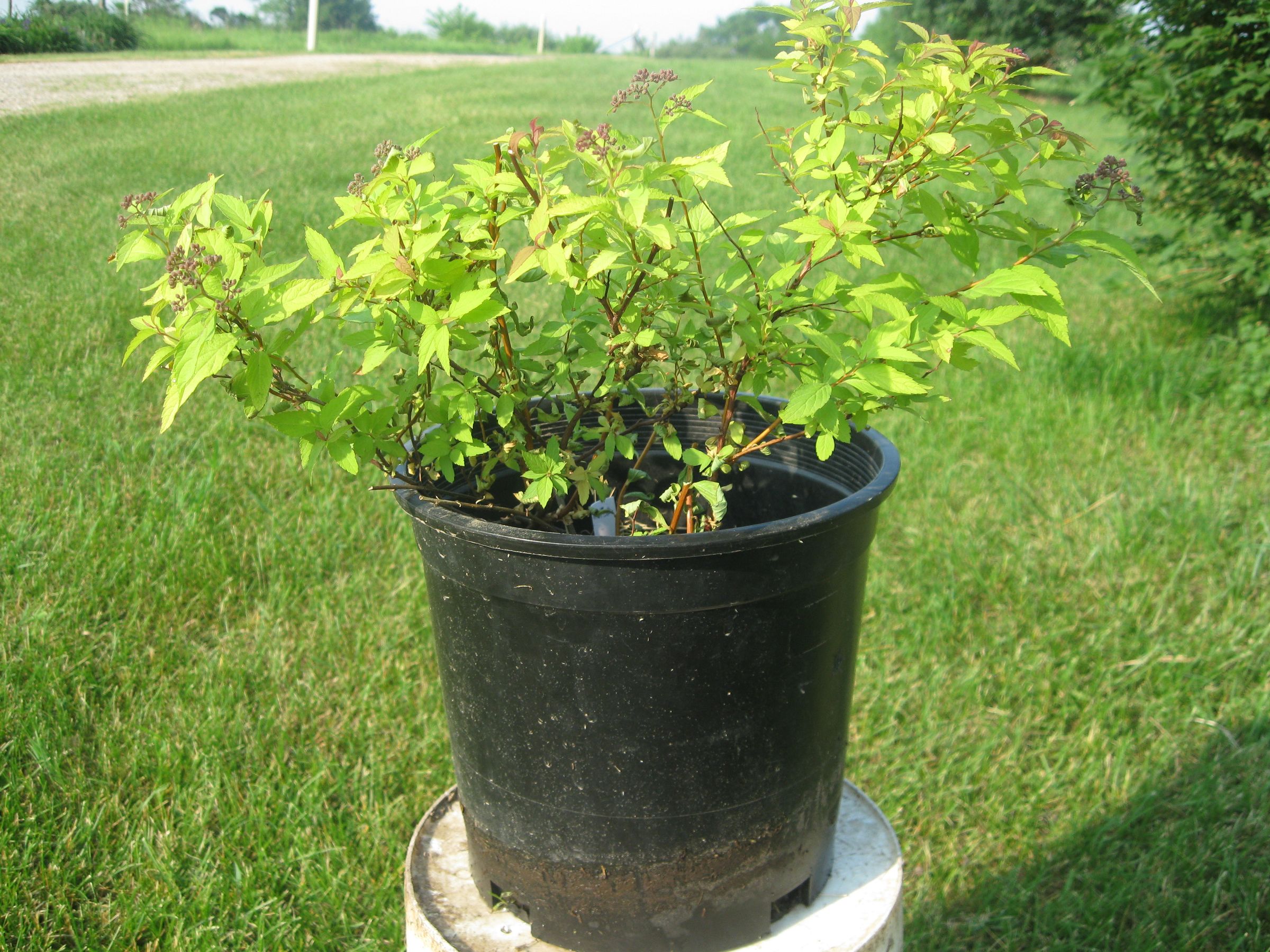 Shrub Propagation