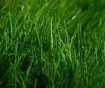 Go Green by Growing Green: How to Extract Energy From Grass