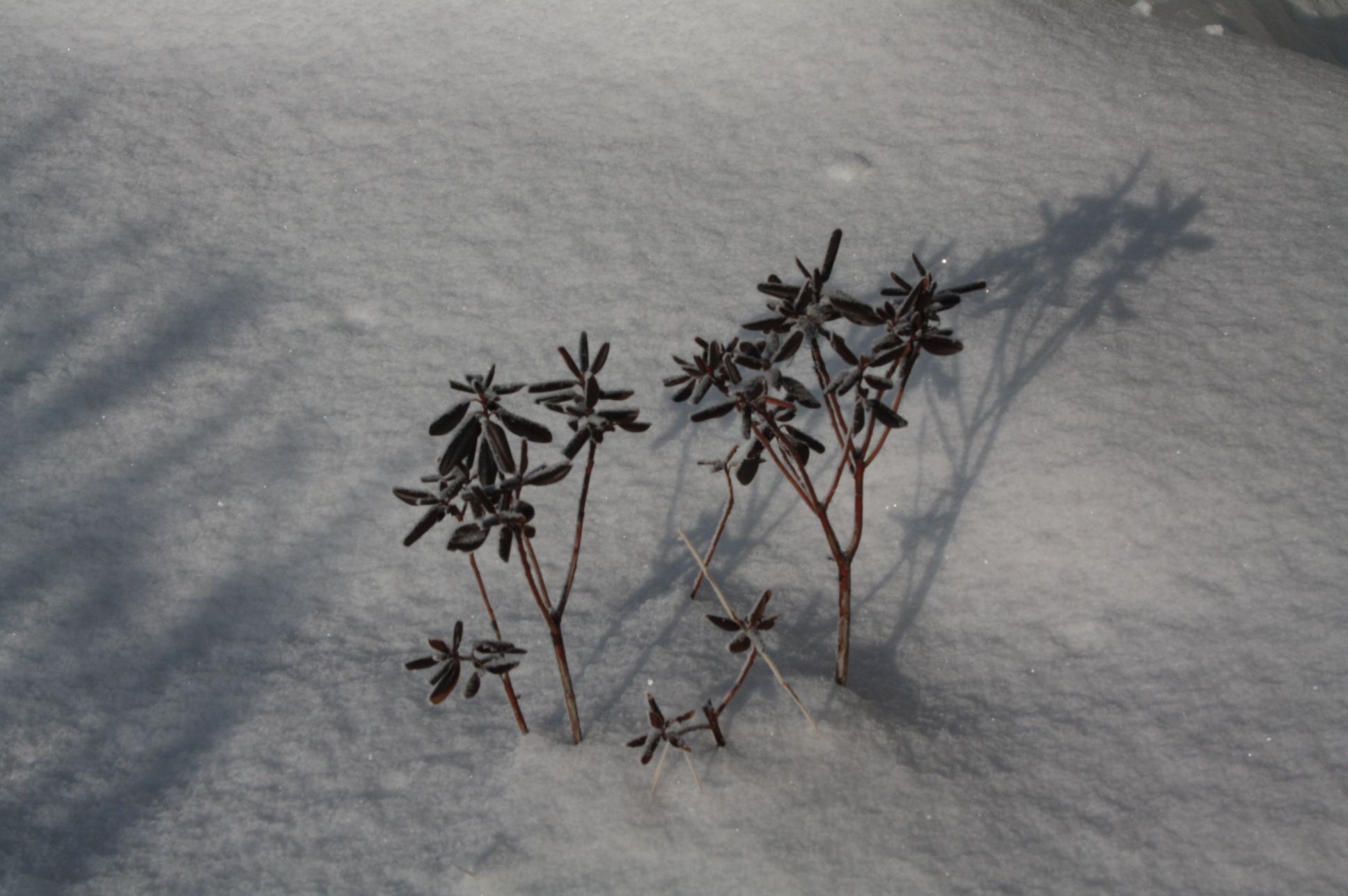 Some Pics of Spring Blooms & Winter Shots (with Pictures) Instructables