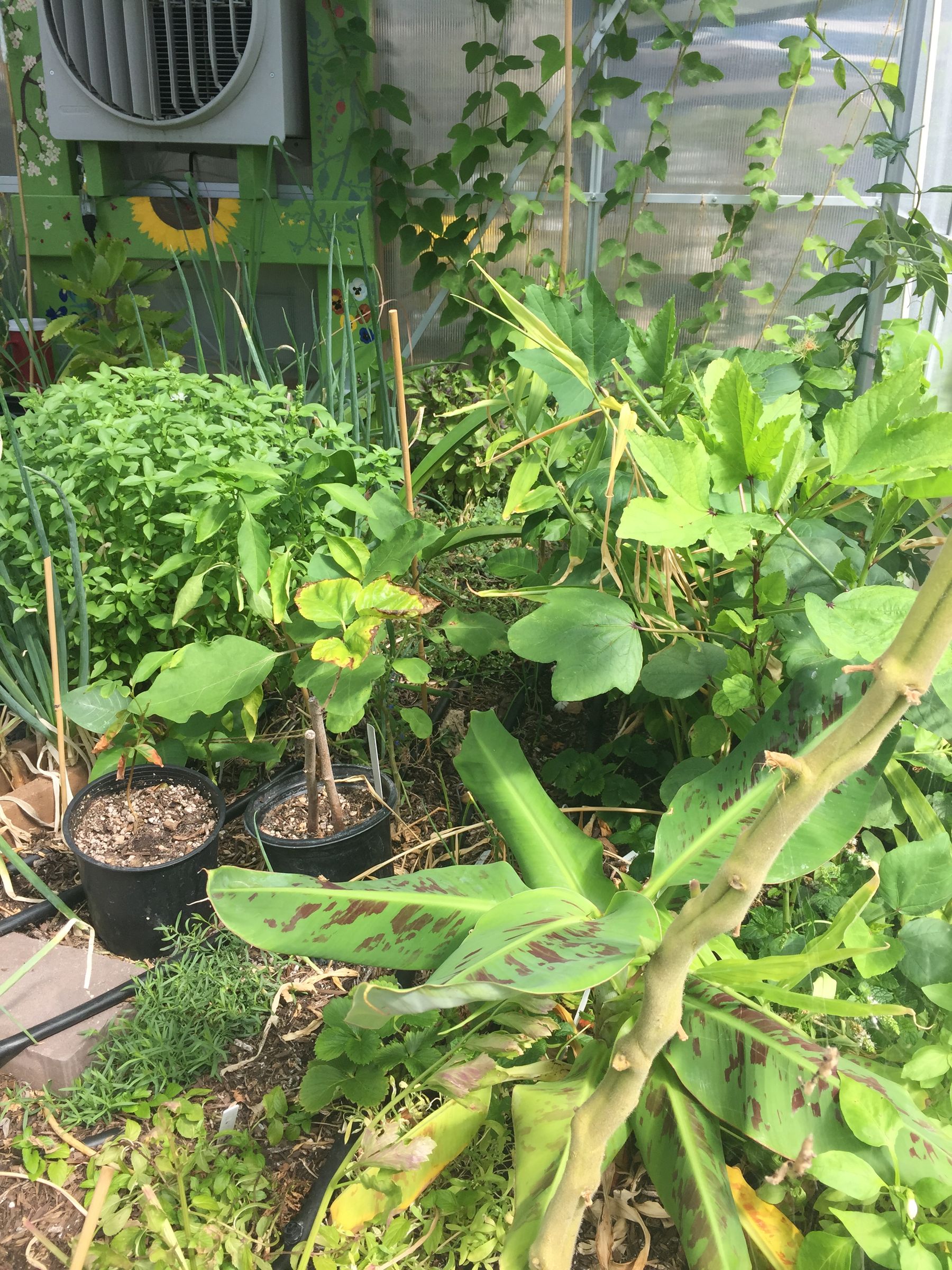 Greenhouse Modifications for Hot Climates 8 Steps (with Pictures