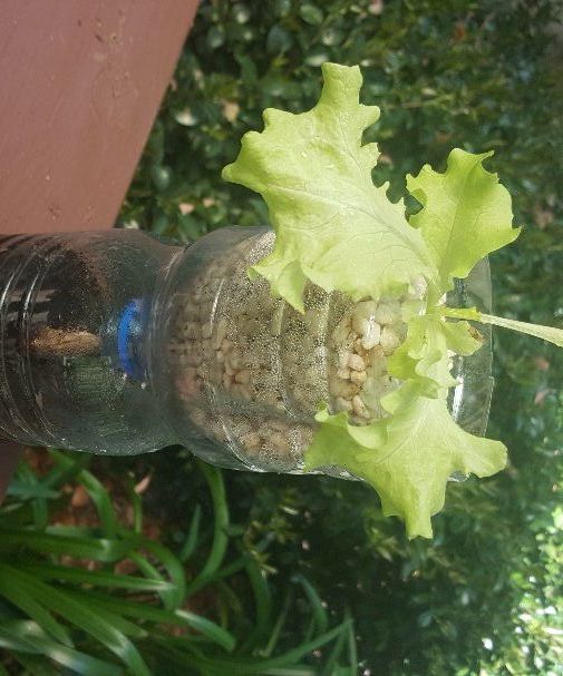 Vermiponic Water Bottle Experiment