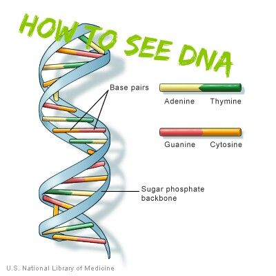 How to Extract and See DNA for Cheap