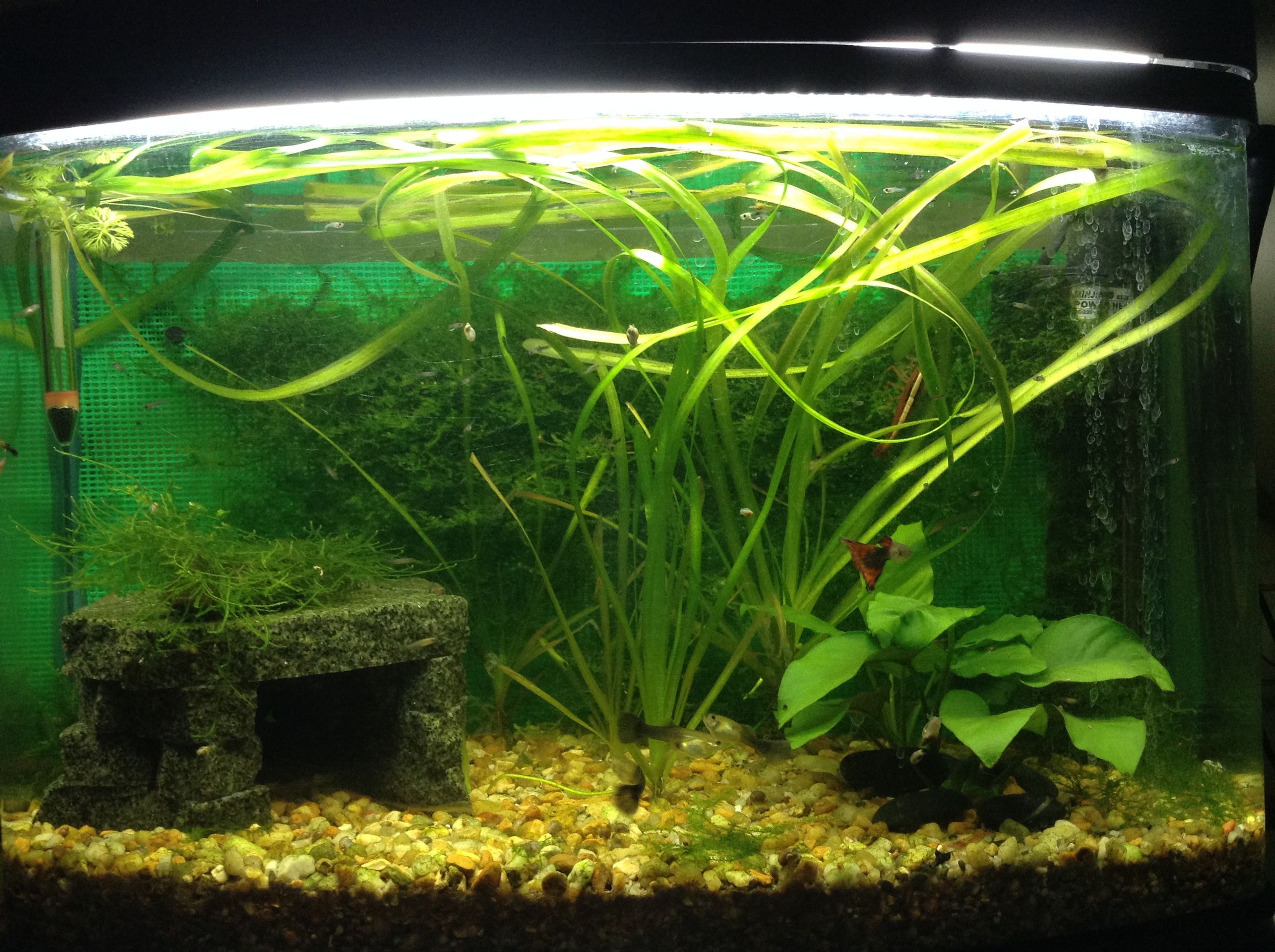 How to Build Aquarium. 6 Steps (with Pictures) Instructables