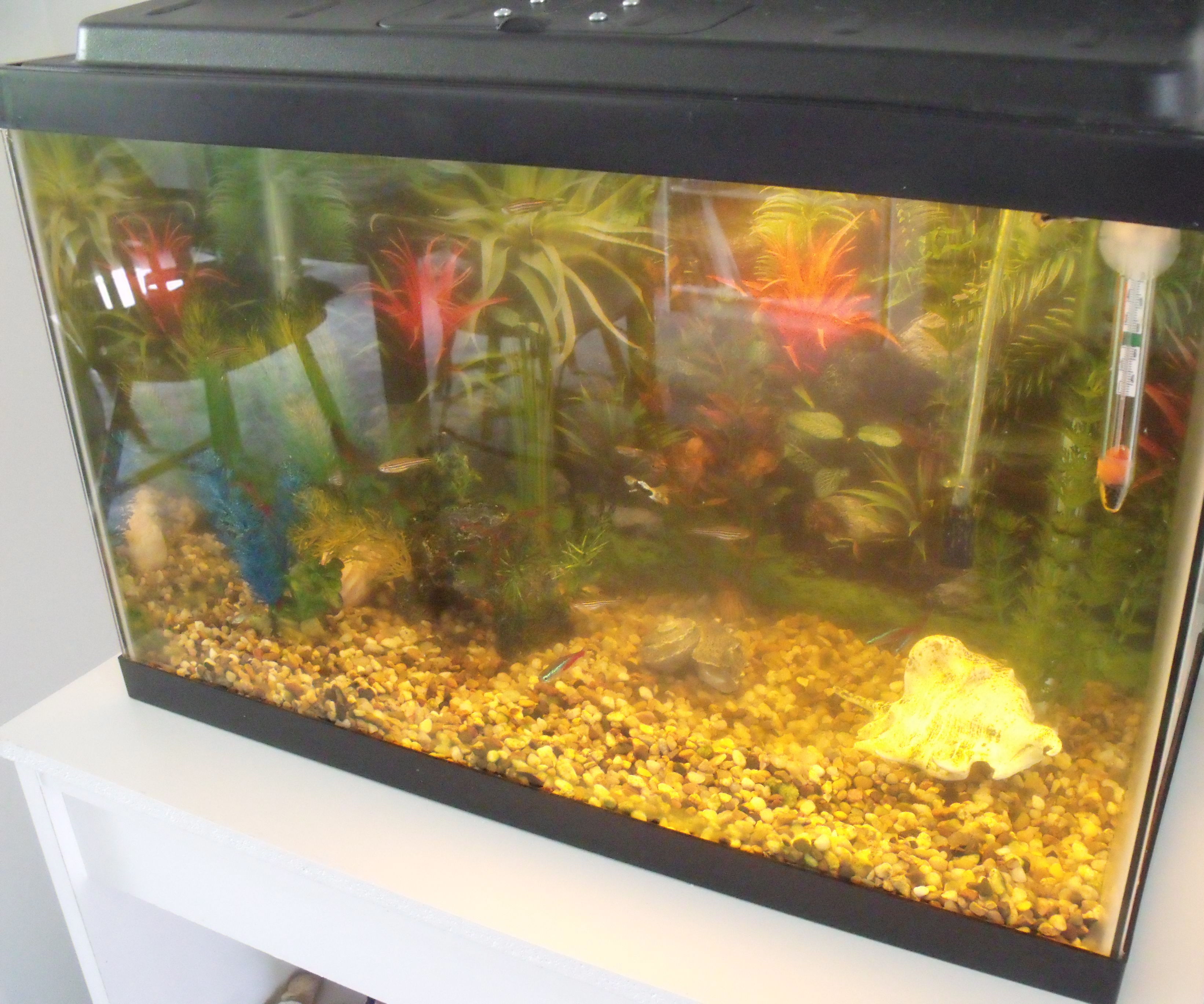 How to Clean a Fish Tank