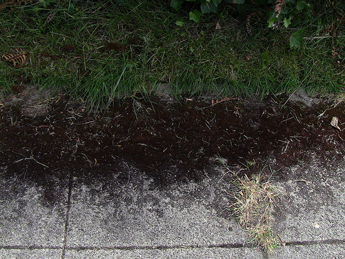 Remove Moss From Cement Without Chemicals or a Pressure Washer