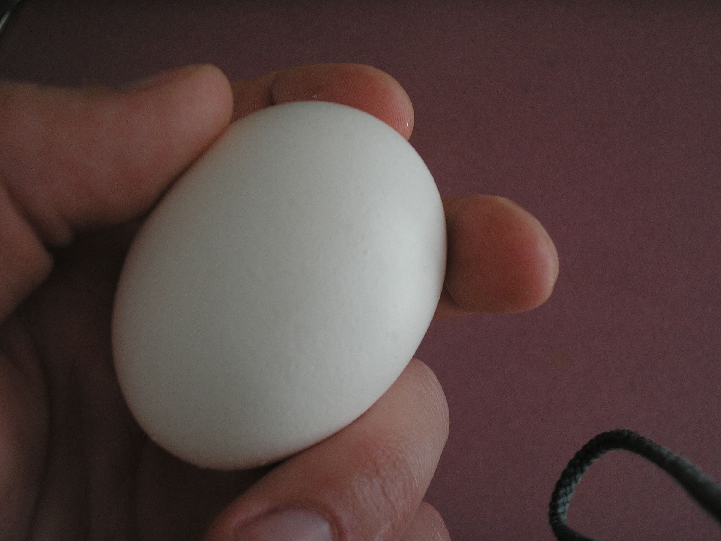 How To Hard Boil an Egg