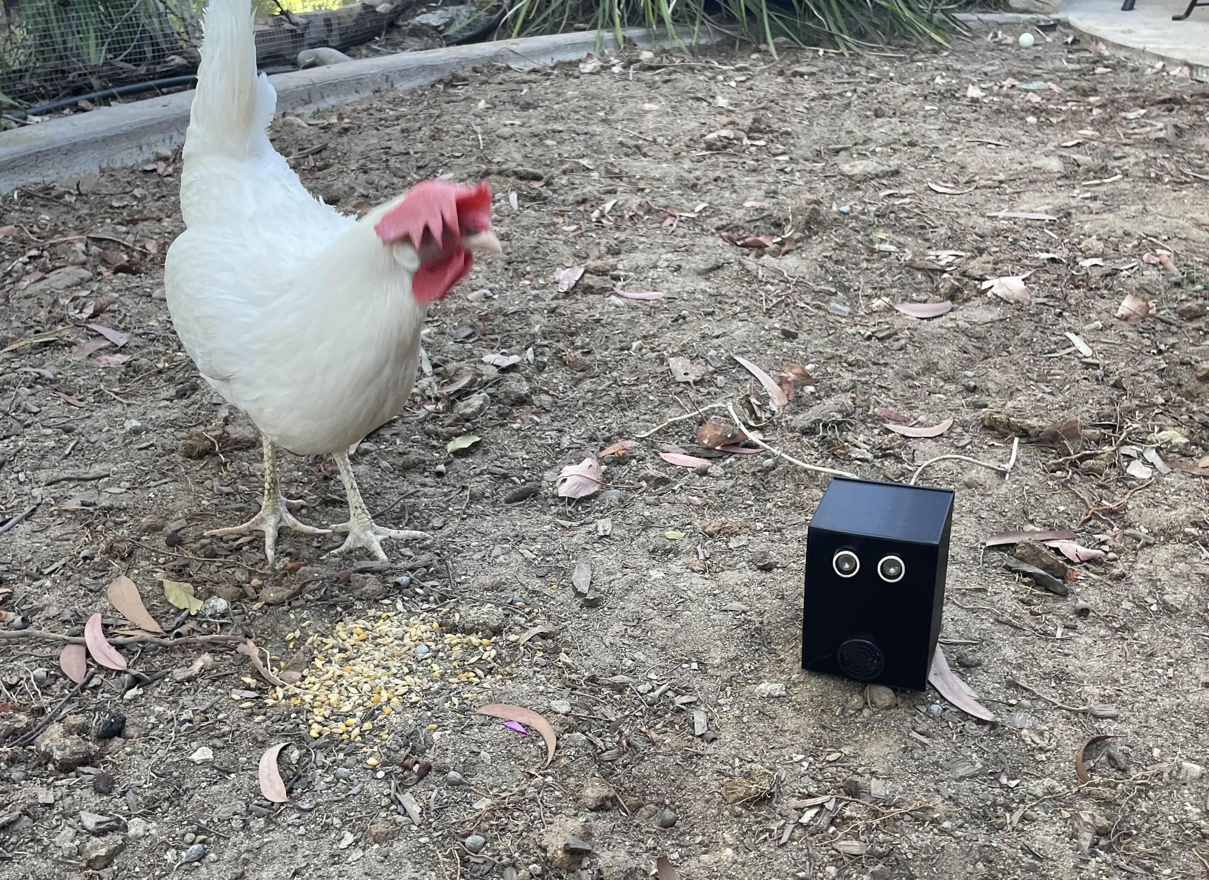 Bobcat Defense System for Chicken Saftey