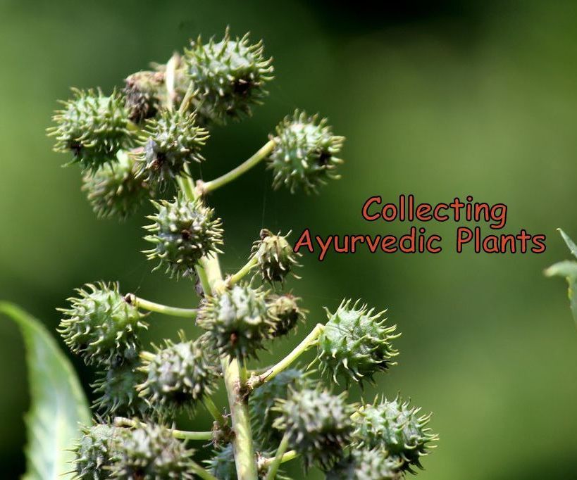 COLLECTING AYURVEDIC PLANTS