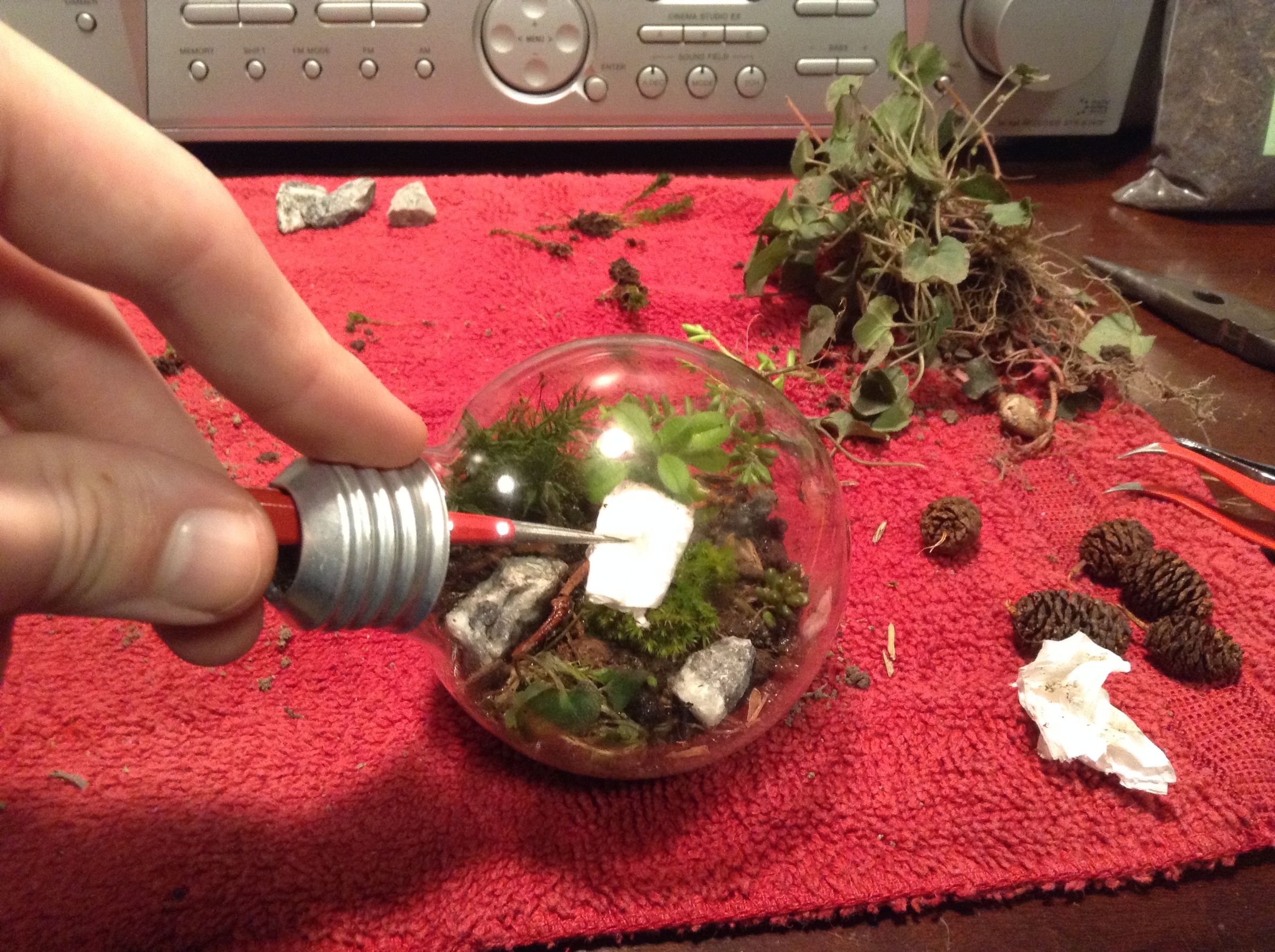 How to Make a Light Bulb Terrarium 6 Steps (with Pictures