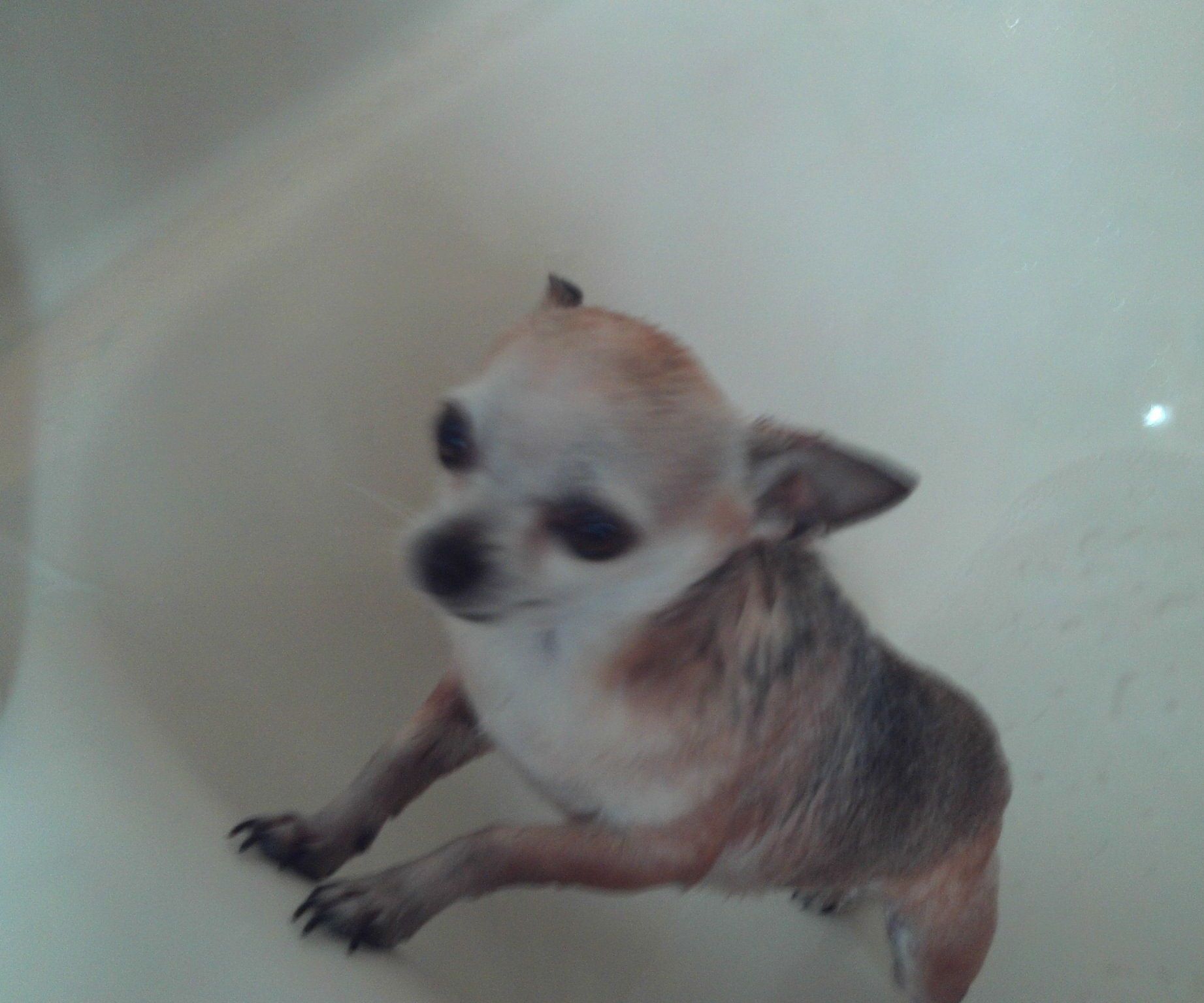 How to Clean Your Dog