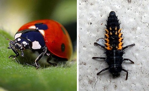 Reversible Ladybug Heat Bag That Glows