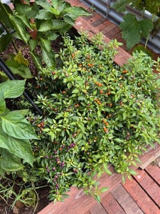 Harvest Your Veggies