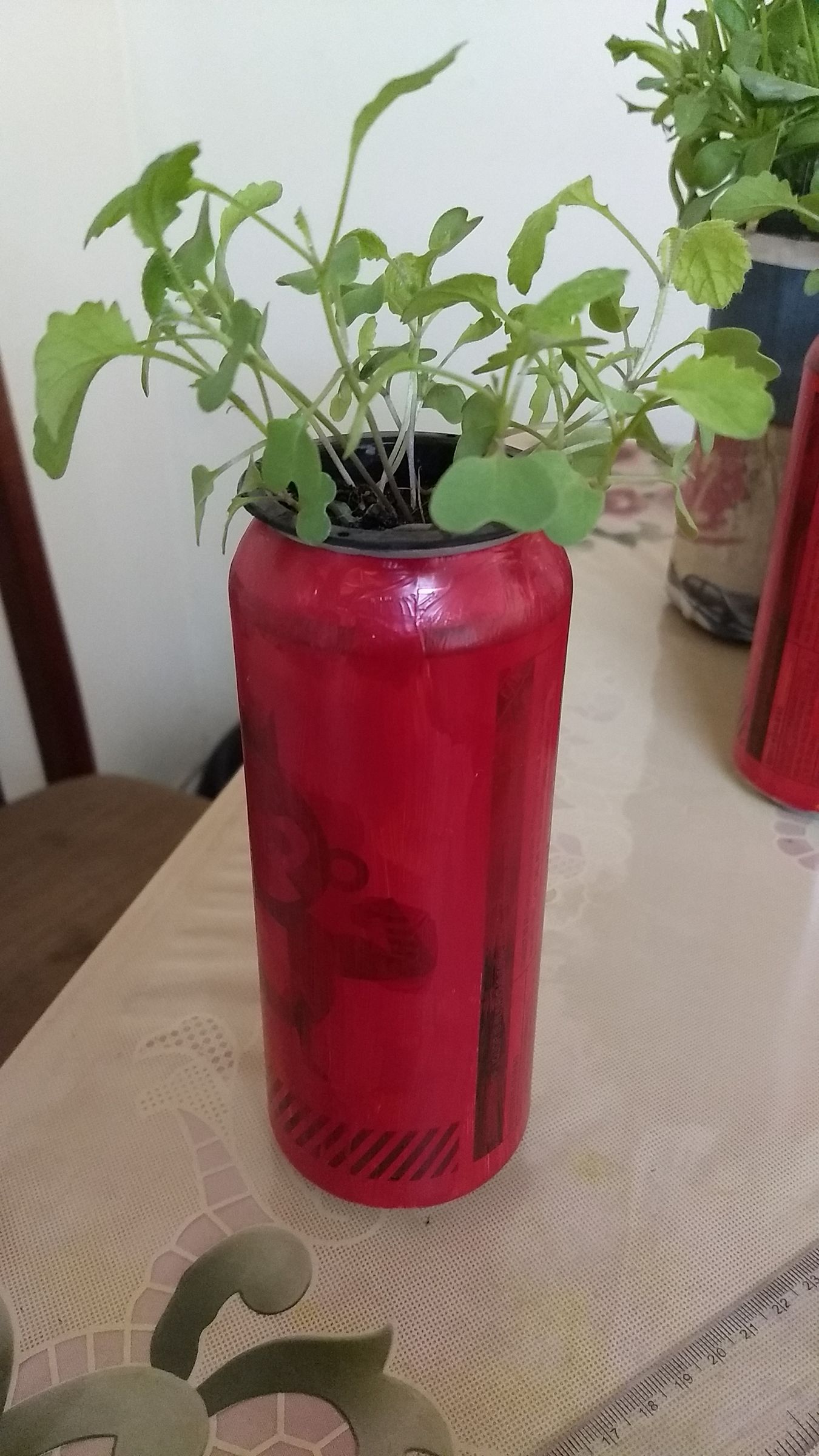 Beerponics (reuse Beer Cans) 8 Steps (with Pictures) Instructables