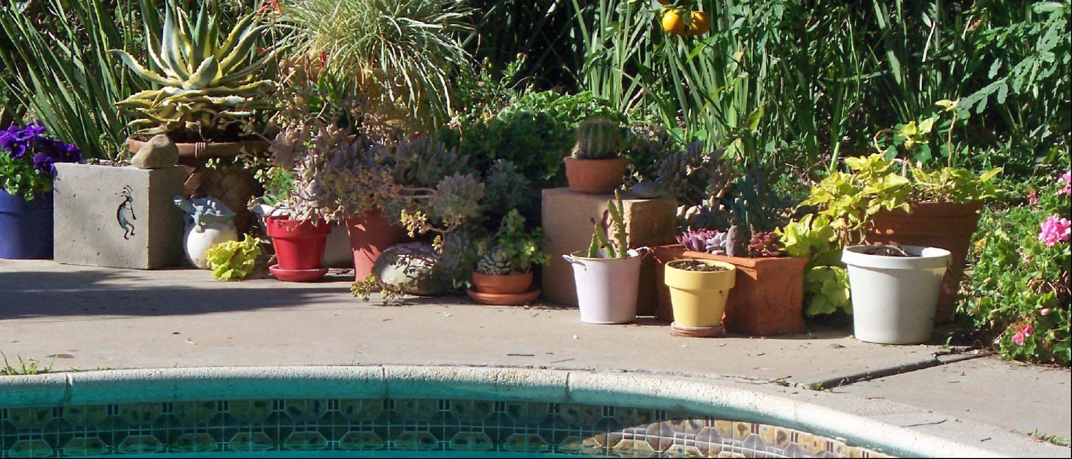 Gardening With Succulents