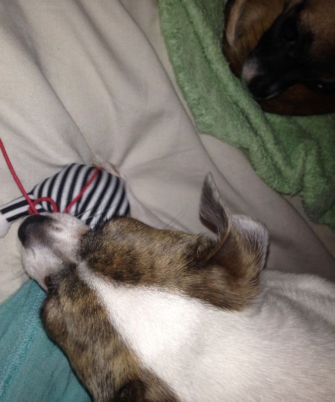 Easy and Fun Dog Toy!