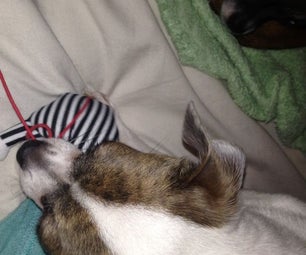 Easy and Fun Dog Toy!