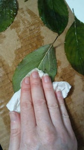 Pick and Preserve the Leaves