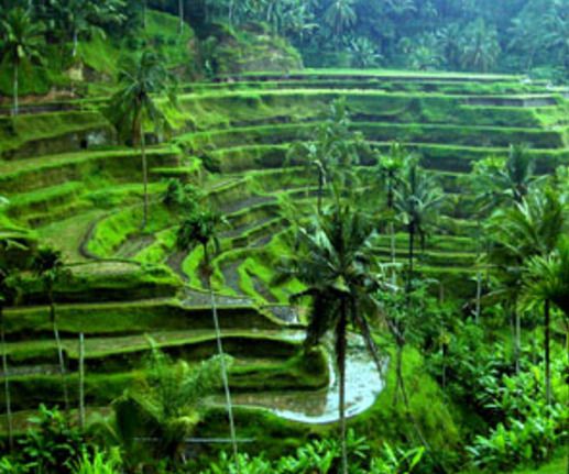 How to Plan a Ubud Tour in Bali