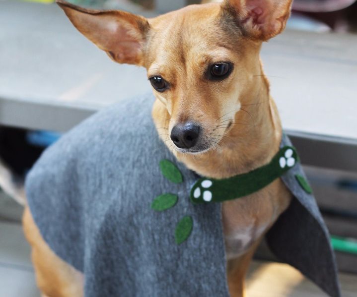 DIY No-Sew Doggie Cape