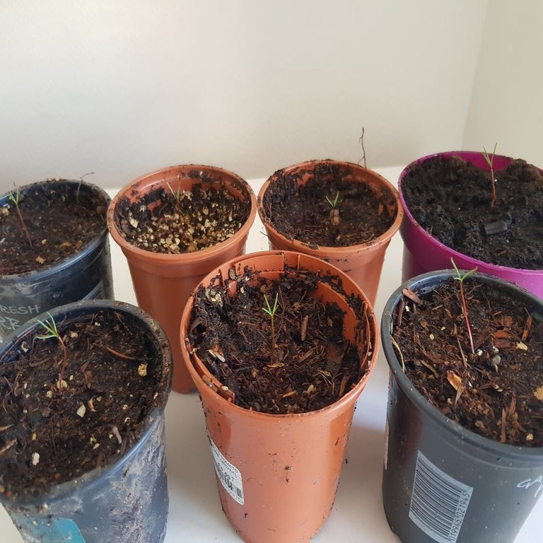 Grow Your Own Giant Sequoia Tree 6 Steps (with Pictures) Instructables