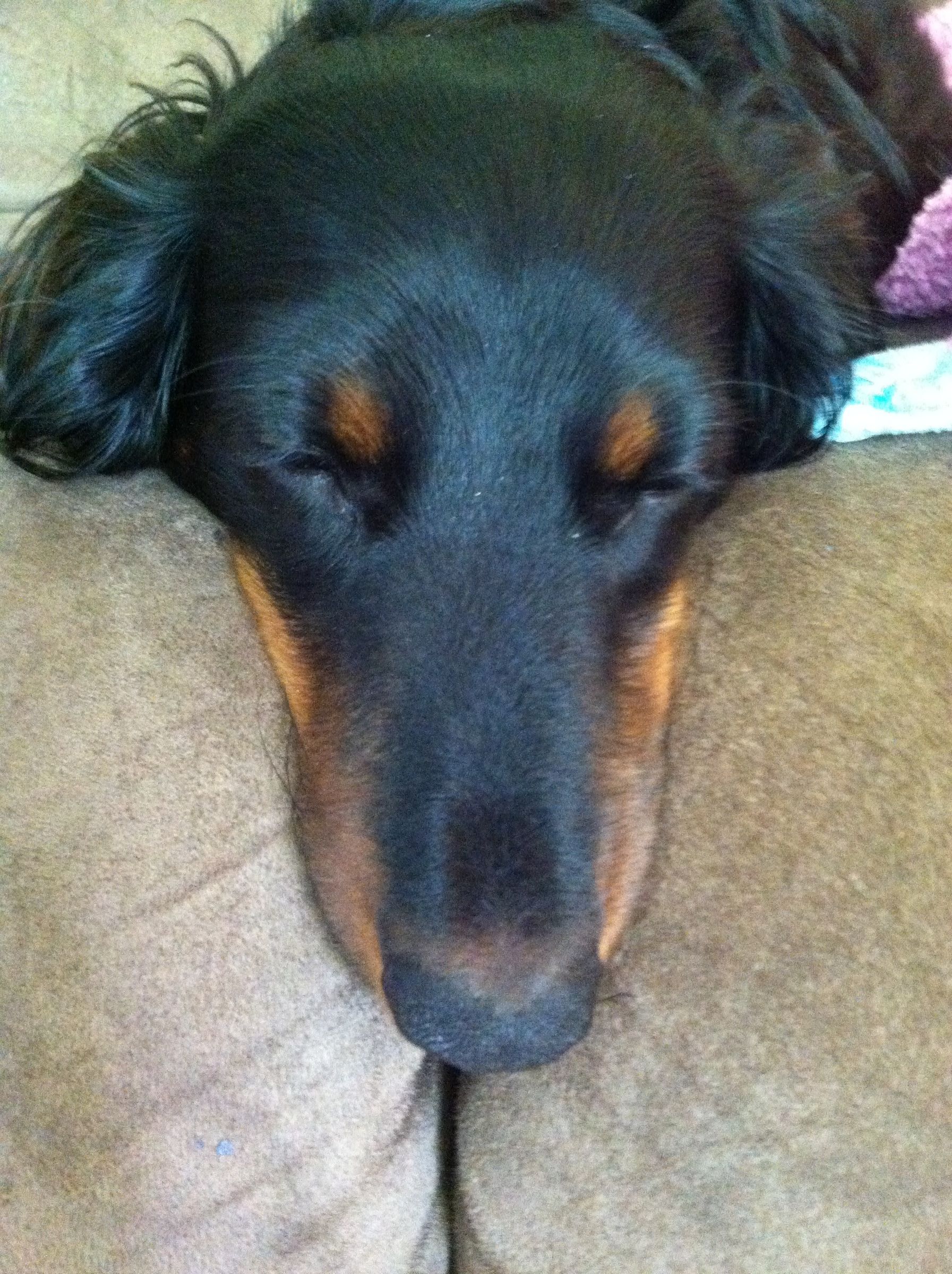 Super Easy Dog (or Cat) Ice Cream
