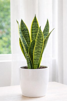 How to Care for a Snake Plant Indoors (Step-by-Step Guide) : 5 Steps -  Instructables