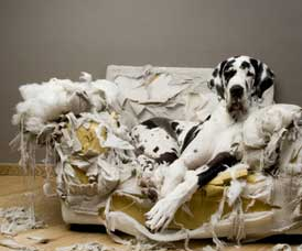 Stimulate Your Dog With a Puzzle: Reduce Unwanted Canine Behaviors