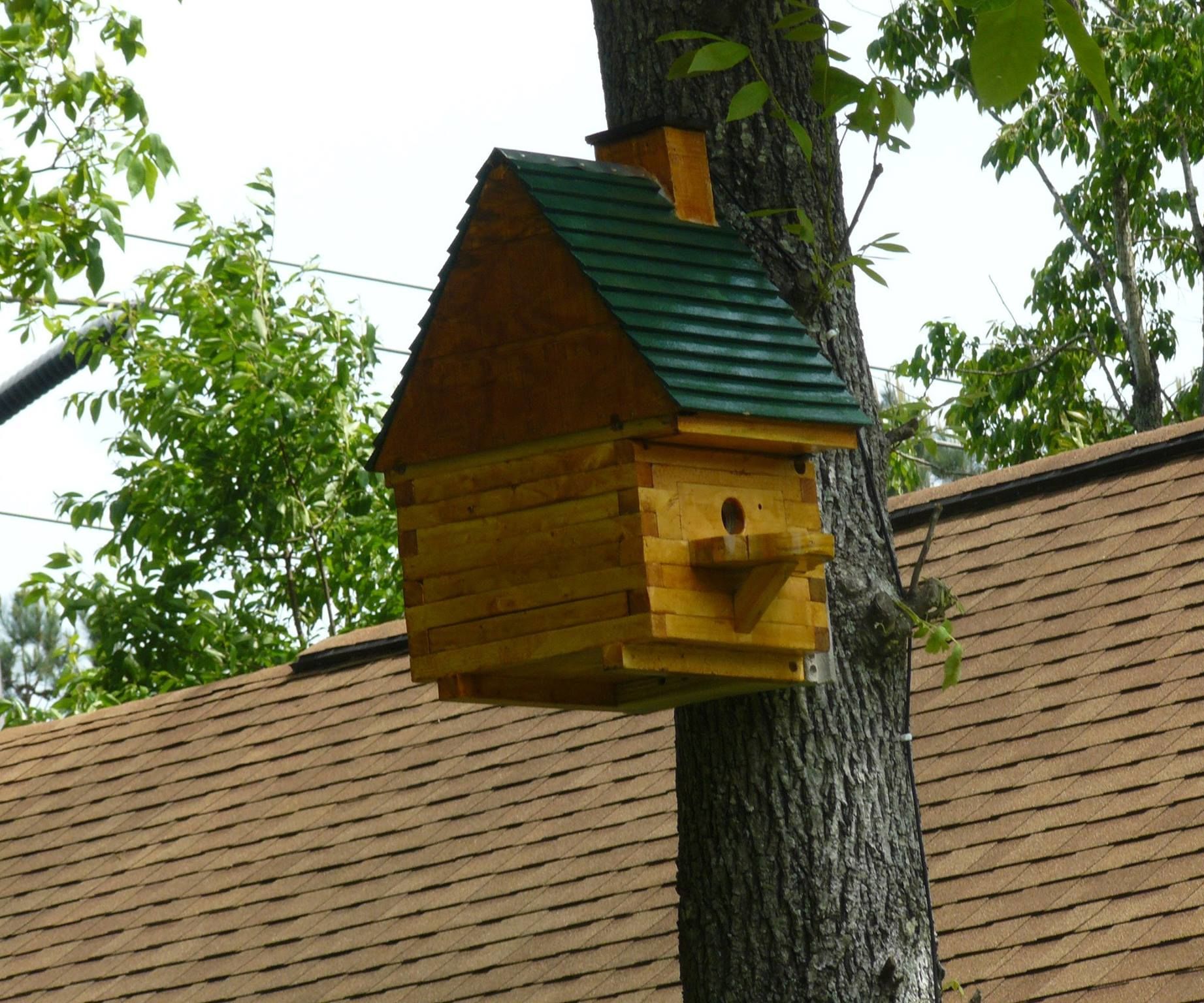 Flying Squirrel House W/Spy Cam