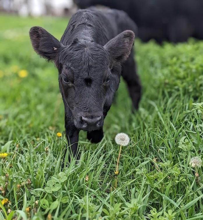 How We Raise Grass-fed Beef | Rotational Grazing