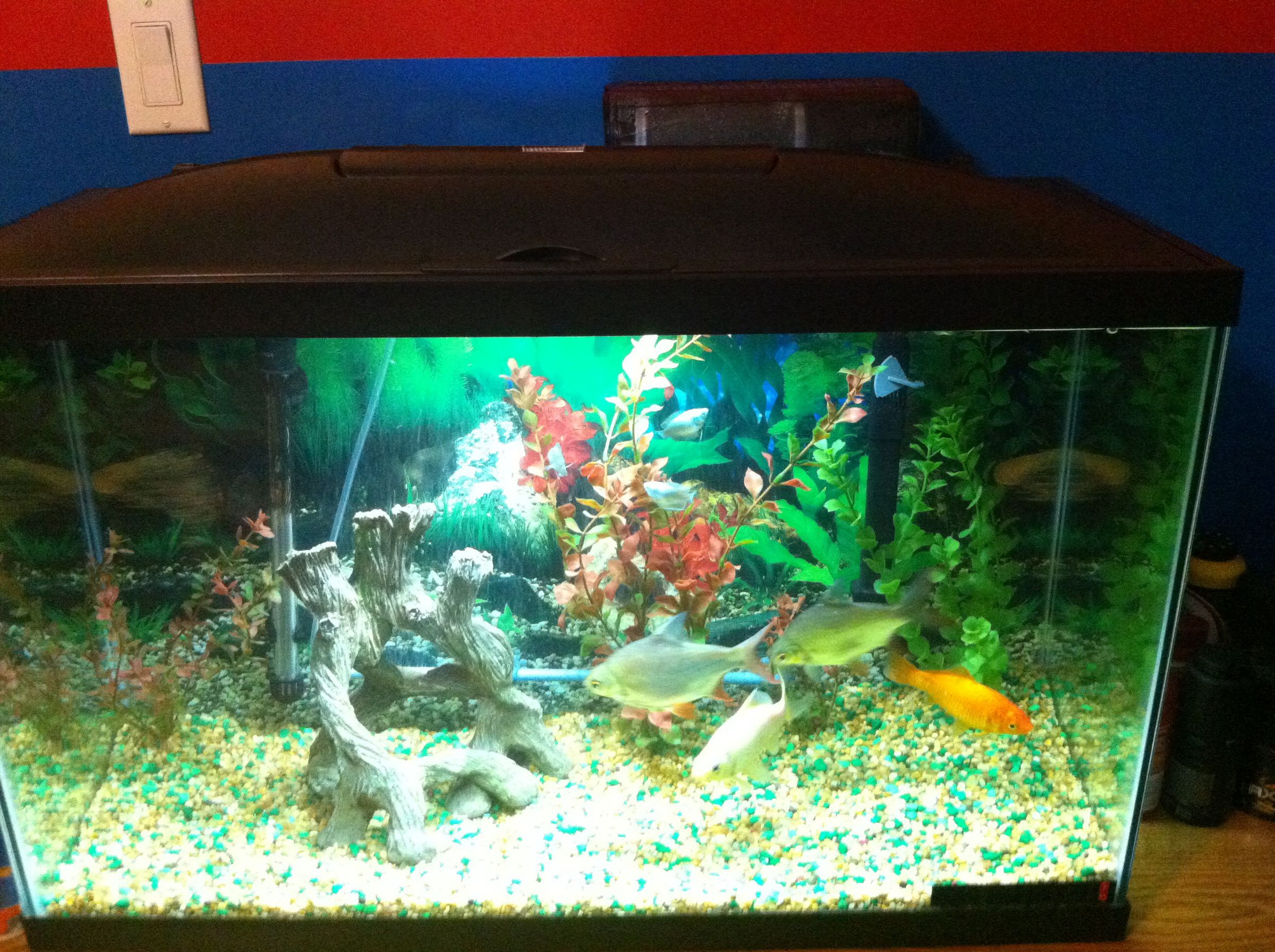 New To Fish Aquariums?