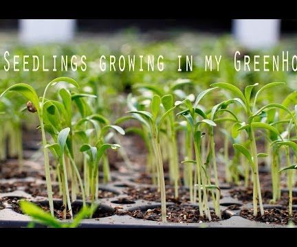 What to Plant in Your Vegetable Garden in January 