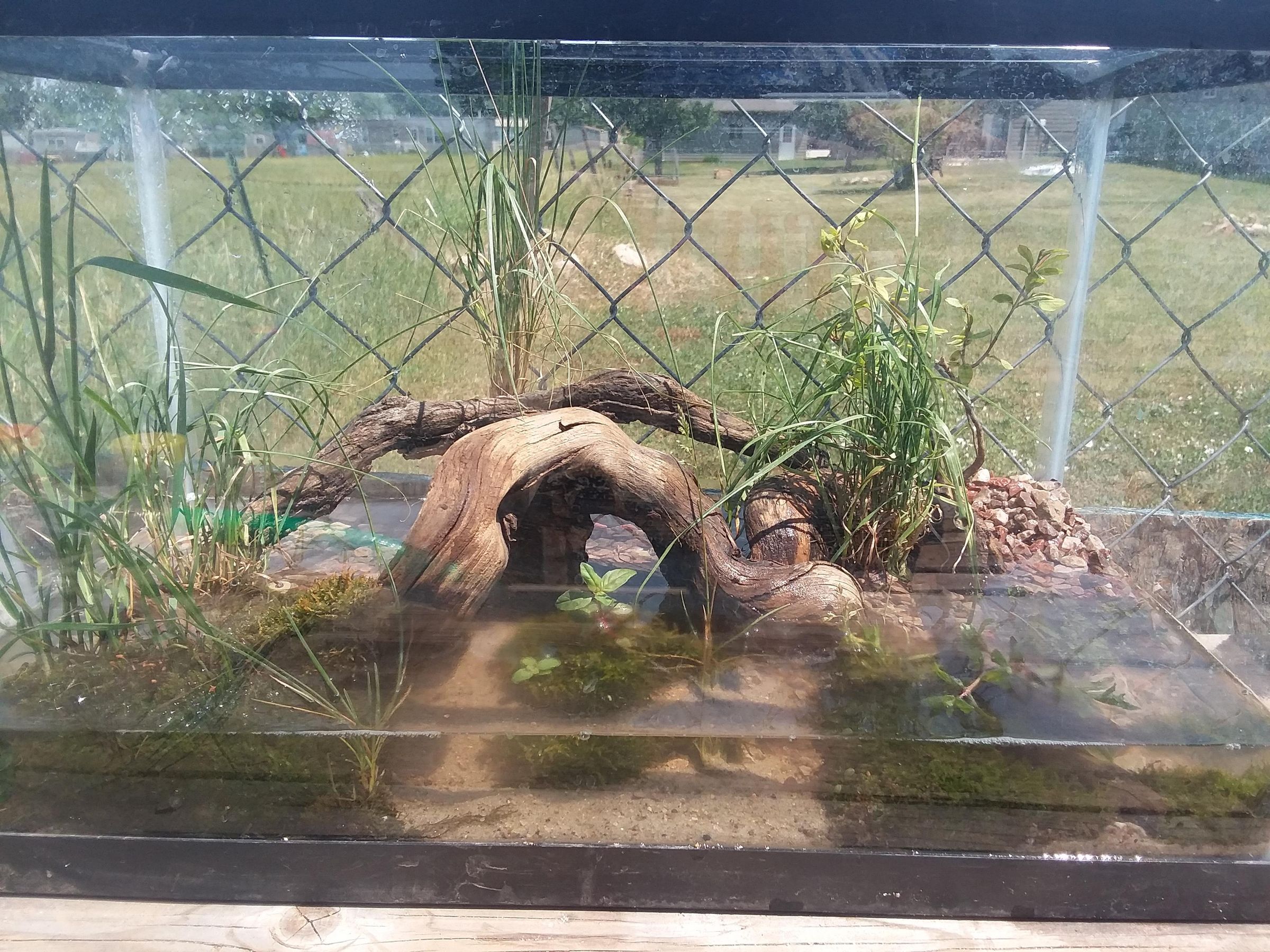 Baby Turtle Tank Setup 6 Steps Instructables