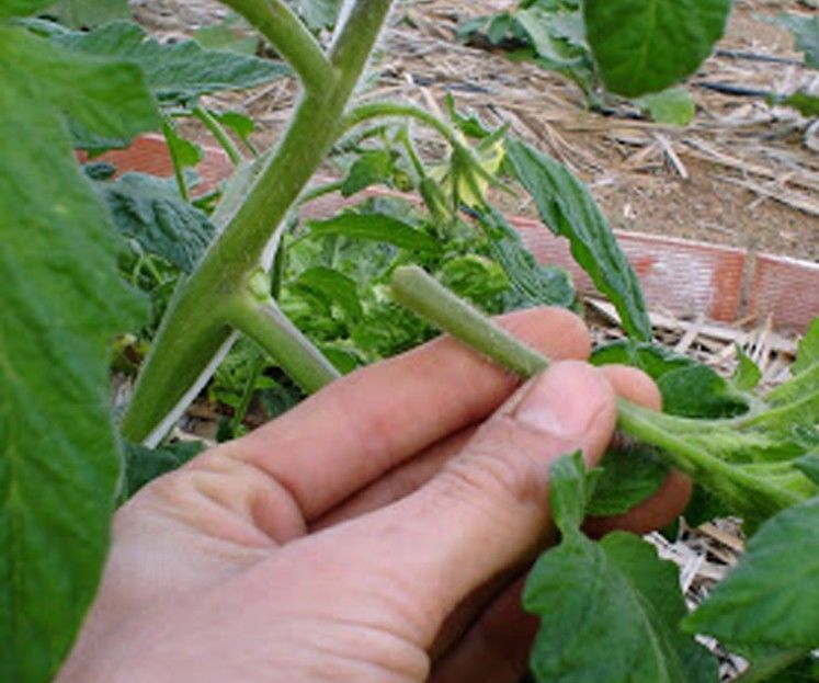 Como Podar Los Tomates