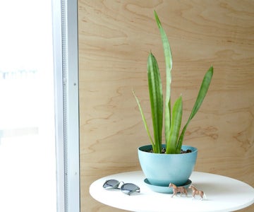 root rot on snake plant