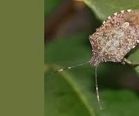 How to Get Rid of Stink Bugs