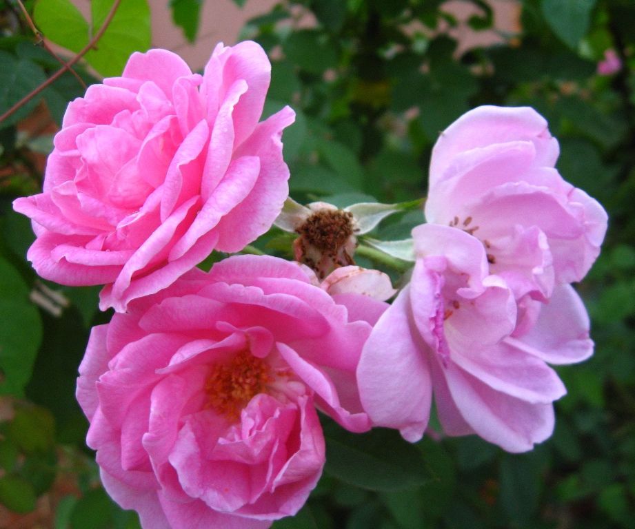 How to Make Rose Oil