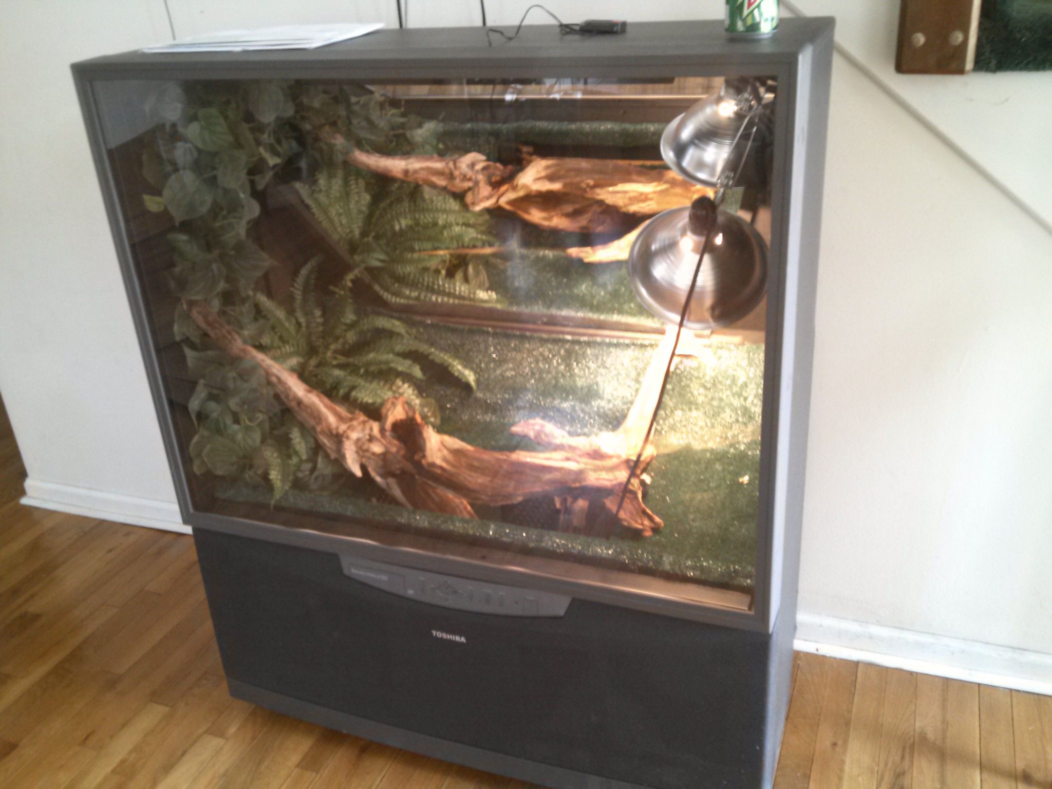 Iguana Cage
