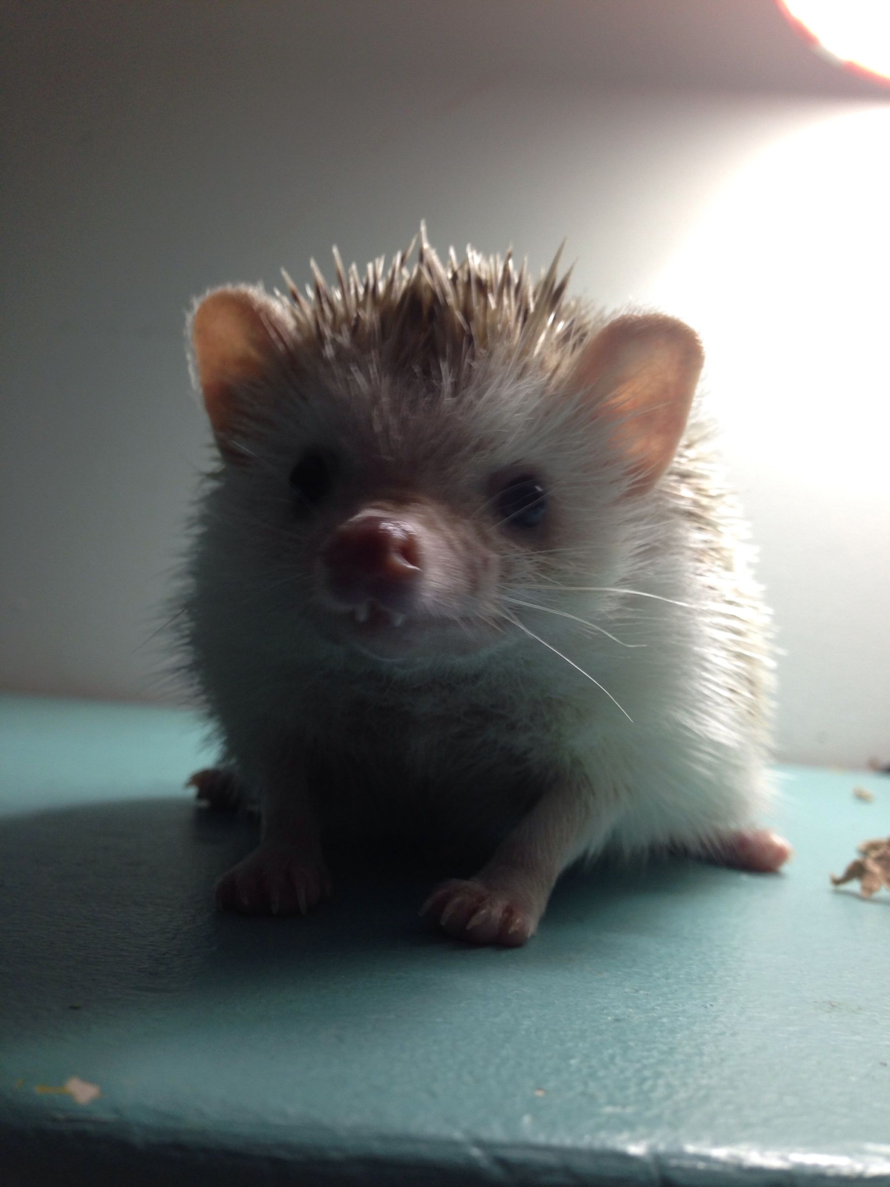 Dulling Hedgehog Quills