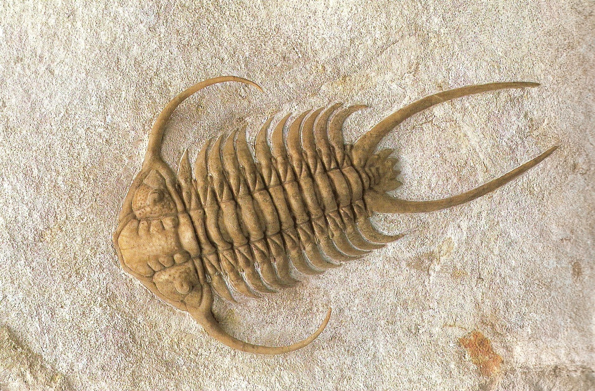How to Make a Call Number for Your Fossils